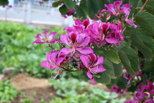 紫荆花