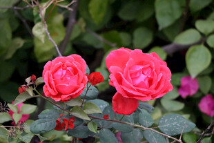 月季花 