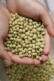 黄豆