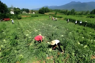 西瓜栽培