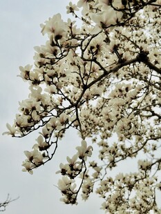 颐和园风景玉兰