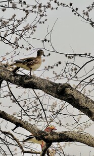 颐和园风景鸳鸯