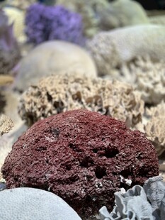 天津国家海洋馆展品欣赏