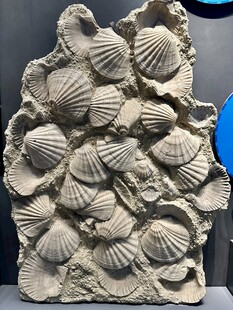 天津国家海洋馆展品欣赏