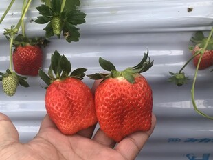 草莓