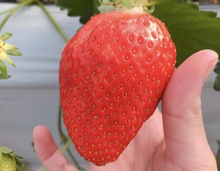 草莓