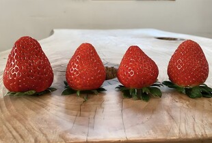 草莓