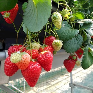 草莓栽培