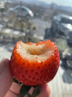 草莓