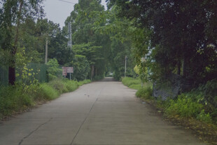 林荫道路