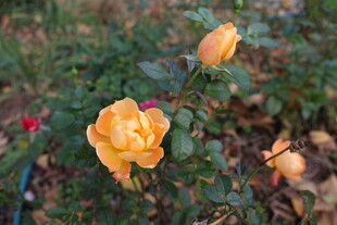 月季花