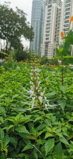 吉隆坡城中城公园一角