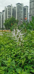  吉隆坡城中城公园花卉