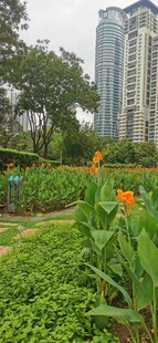  吉隆坡城中城公园一角