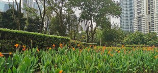  吉隆坡城中城公园一角