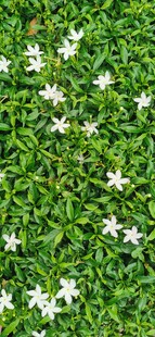  吉隆坡城中城公园花卉