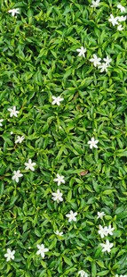  吉隆坡城中城公园花卉