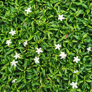  吉隆坡城中城公园花卉