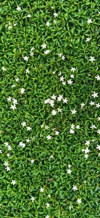  吉隆坡城中城公园花卉底纹