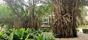  吉隆坡城中城公园一角 