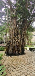  吉隆坡城中城公园一角 