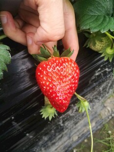 草莓