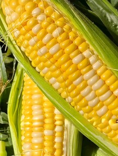 黄糯玉米