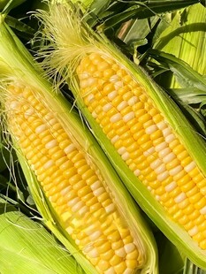 黄糯玉米