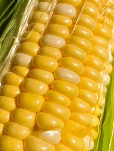 黄糯玉米