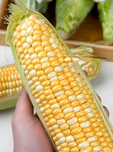黄糯玉米