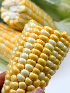 黄糯玉米