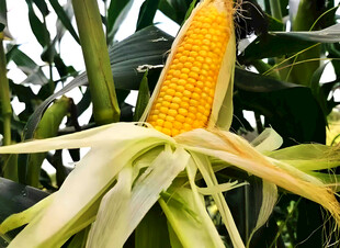 玉米栽培
