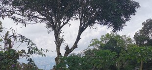 马来西亚槟城升旗山