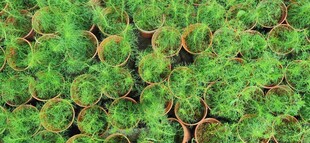 马来西亚槟城升旗山花圃