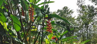 马来西亚槟城升旗山