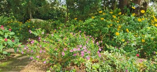 马来西亚 槟城升旗山花圃