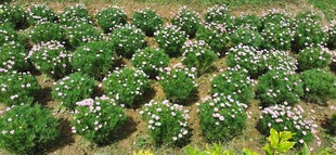 马来西亚槟城升旗山花圃