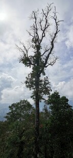 马来西亚槟城升旗山风光