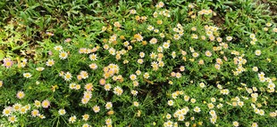 马来西亚槟城升旗山花圃