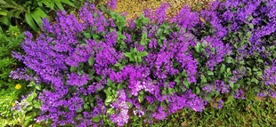 马来西亚槟城升旗山花圃