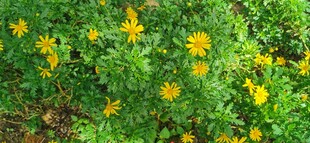 马来西亚槟城升旗山花圃