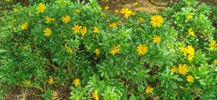 马来西亚槟城升旗山花圃