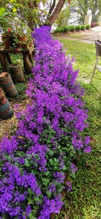 马来西亚槟城升旗山紫色花圃