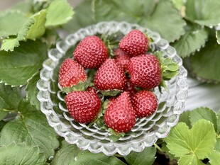 草莓