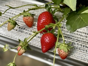 草莓栽培