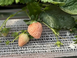 草莓栽培