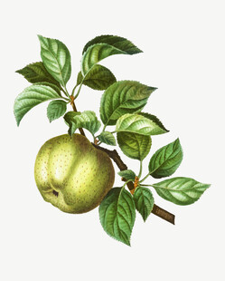 梨矢量插画