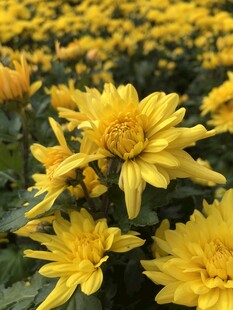 菊花