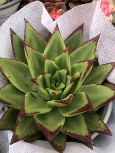 多肉