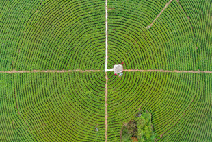 贵州省安顺市茶园